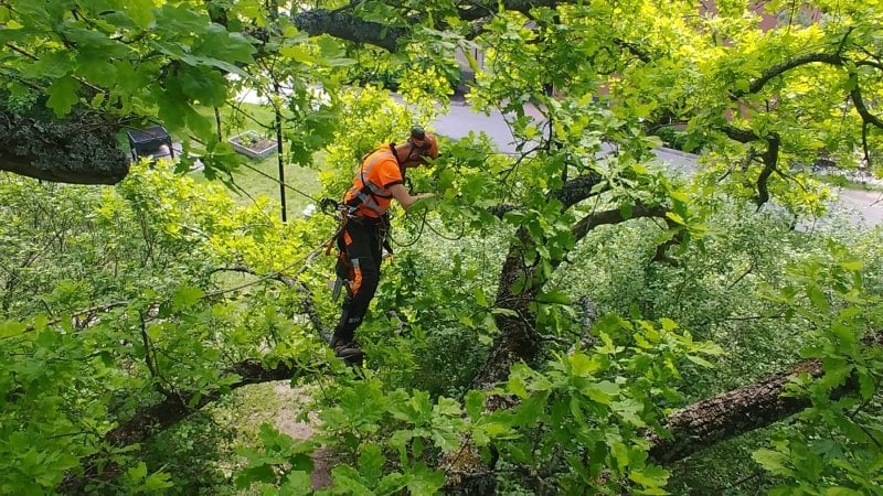 På jobb som arborist i Söderort.