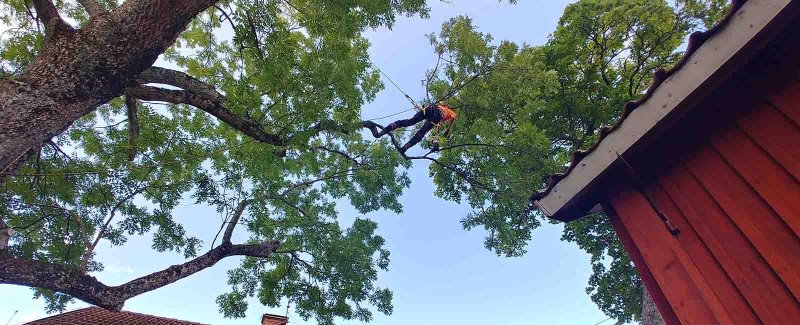 En av våra arborister i full aktion.